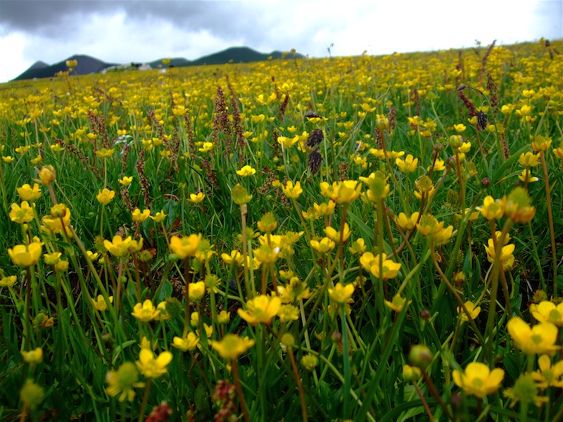 meadow