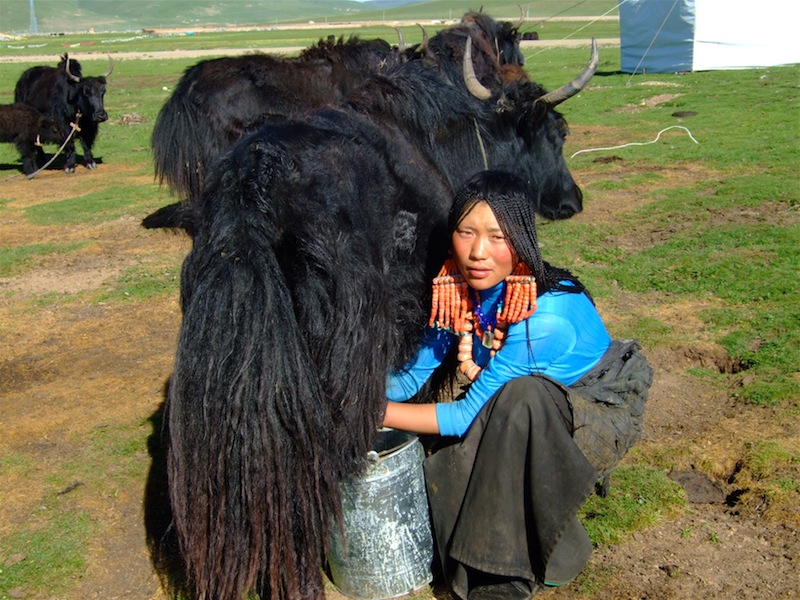milkingyak