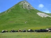 nomadswithyaks