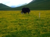 yak