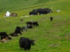 yaks
