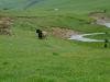 yaks2