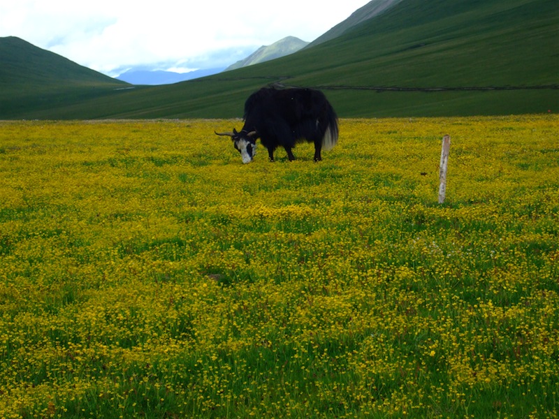 yak