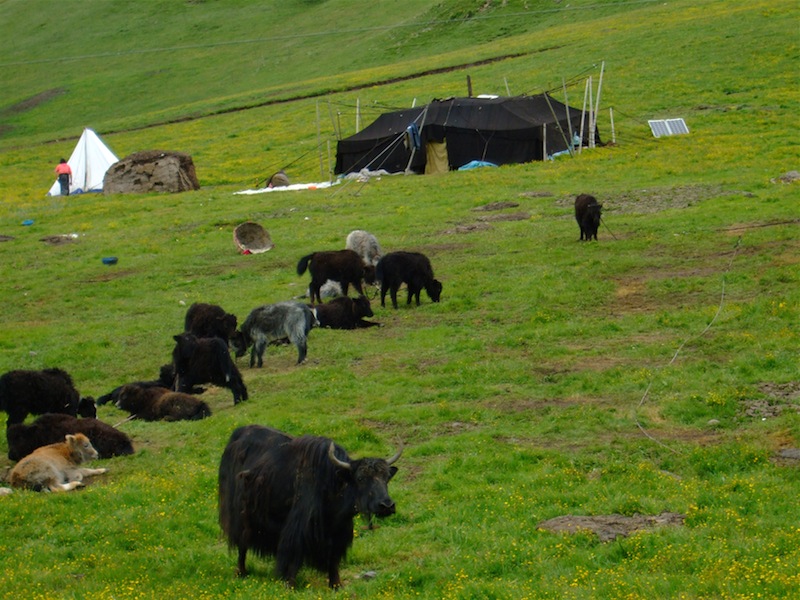 yaks